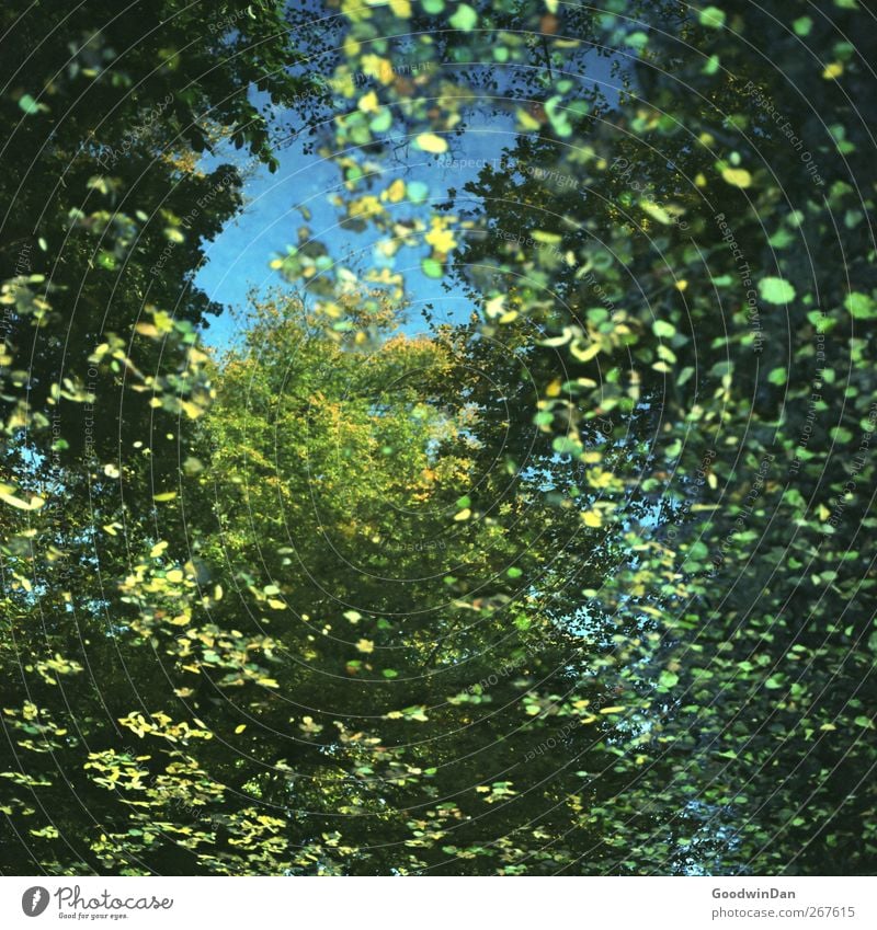 Mirror of my youth. Umwelt Natur Herbst Baum Blatt Park Teich frei groß schön viele Stimmung Farbfoto Detailaufnahme Menschenleer Tag Licht