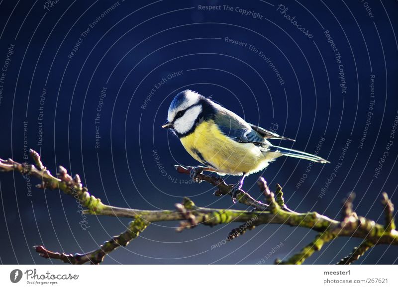 Blaumeise Vogel frech natürlich niedlich Mittelpunkt Meisenast Farbfoto Außenaufnahme Tag Sonnenlicht Tierporträt