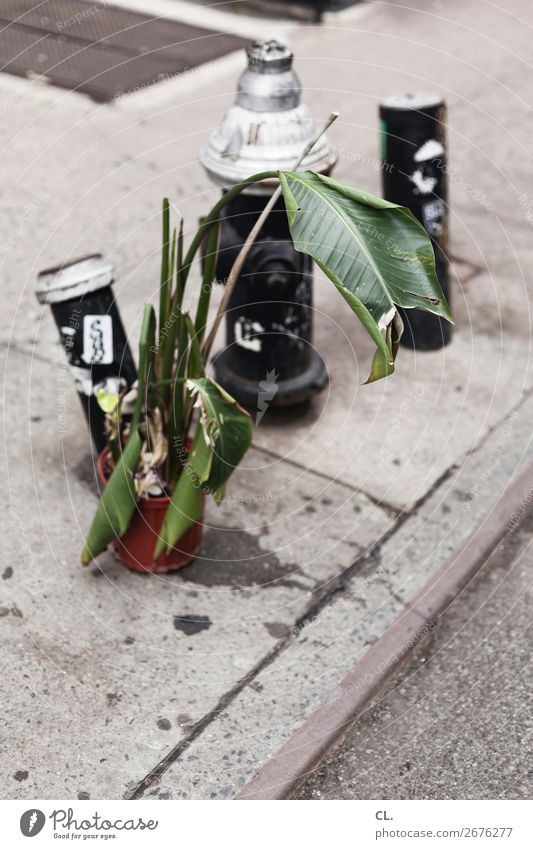 pflanze und hydrant Pflanze Grünpflanze New York City USA Stadt Menschenleer Verkehr Verkehrswege Straße Wege & Pfade Hydrant Asphalt Müll authentisch dreckig