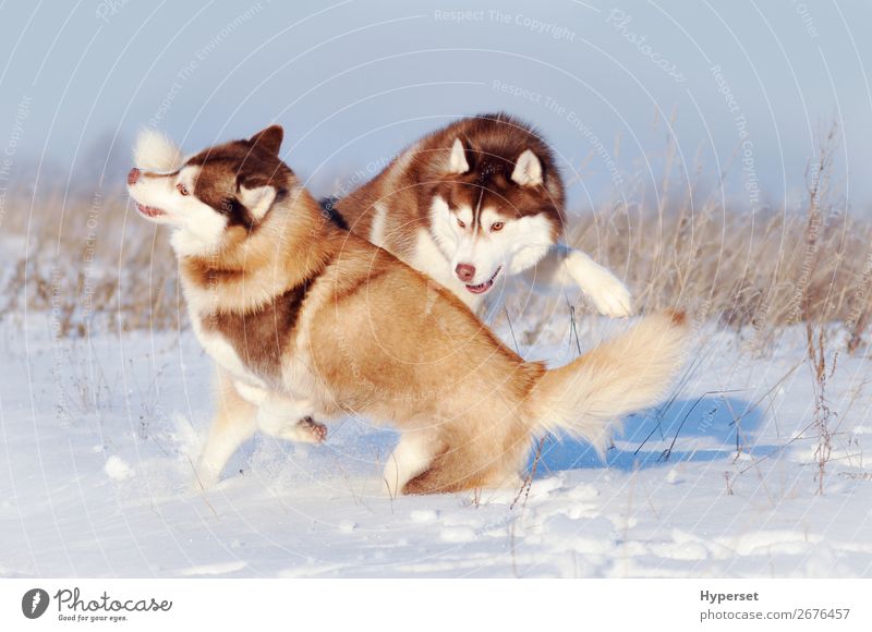 Zwei rot-weiße sibirische Huskies-Hunde beim Spielen Freude Glück Winter Schnee Tapete Haustier niedlich braun Wandbüro zwei rollierend habend jung Spaziergang