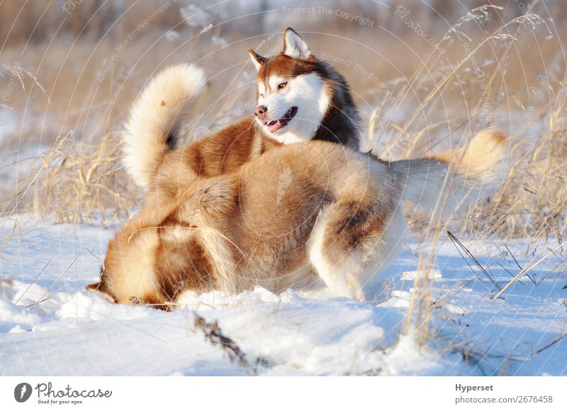 Zwei rote und weiße sibirische Huskies-Hunde Freude Glück Spielen Winter Schnee Tapete Haustier niedlich braun fallend Wandbüro zwei rollierend habend jung