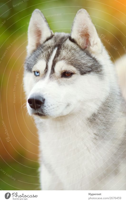 Hundegesicht Nahaufnahme sibirischer Husky schön Gesicht Sommer Erwachsene Tier Haustier außergewöhnlich blau braun grau weiß selbstbewußt Farbe vertikal jung