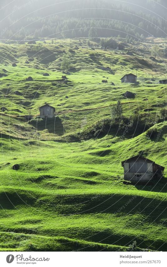 Schweizer Frühnebel Umwelt Natur Landschaft Sommer Nebel Wiese Berge u. Gebirge Dorf Hütte genießen grün Gelassenheit Rasen Morgennebel Farbfoto