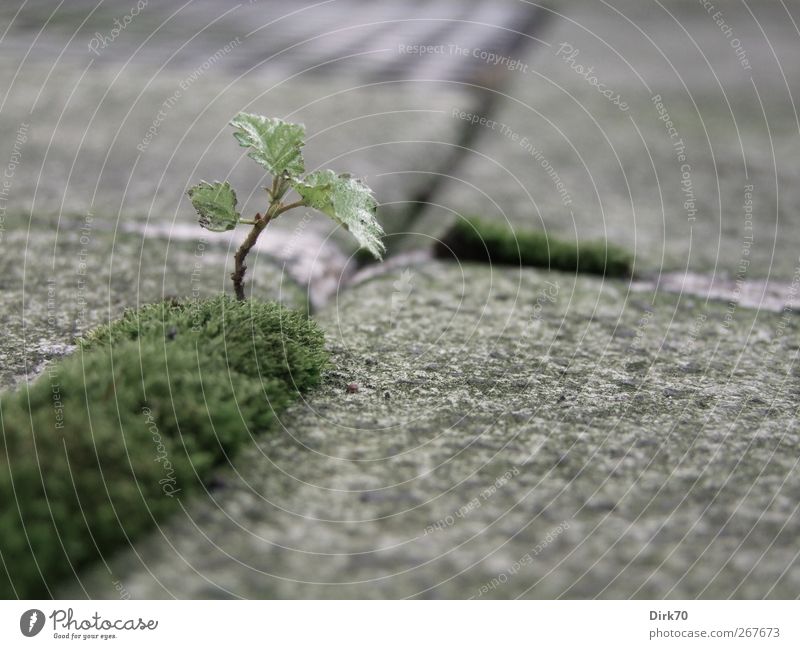 Bonsai auf norddeutsch Natur Pflanze Baum Moos Blatt Birke Terrasse Pflastersteine Fuge Stein Wachstum einzigartig natürlich stark Stadt grau grün schwarz