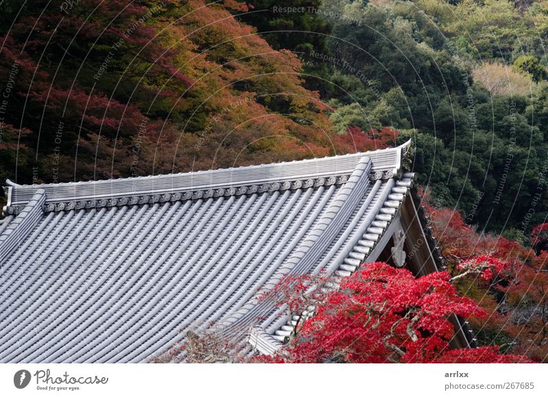 Japanisches Tempeldach / Japanisches Tempeldach im Herbst Ferien & Urlaub & Reisen Berge u. Gebirge Garten Tapete Architektur Kultur Natur Baum Blatt