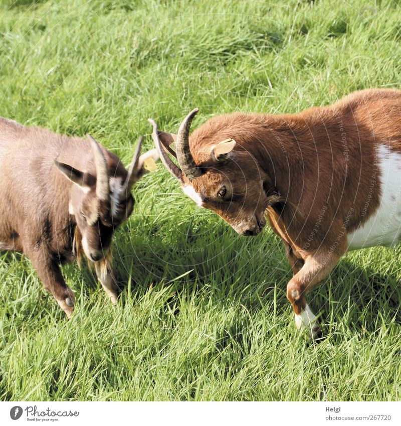 zwei Ziegen kämpfen gegeneinander auf einer Wiese Natur Pflanze Sommer Tier Haustier Nutztier Fell Ziegenbock Horn 2 Bewegung authentisch einzigartig natürlich