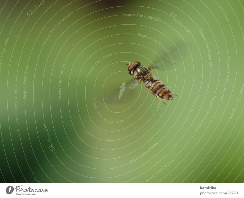 fliegende gemeine schwebfliege Schwebfliege Schweben Sommer Hummel Biene Staubfäden grün Blume Verkehr winterschwebfliege Fliege Bremse Nektar