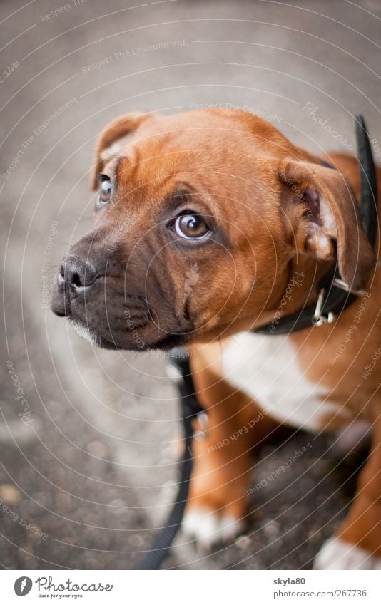 Unschuldslamm Hund Welpe schön unterwürfig Blick nach oben Hundehalsband Hundeleine Staffordshire Terrier klein unschuldig Hundeblick braun Treue Tier Haustier