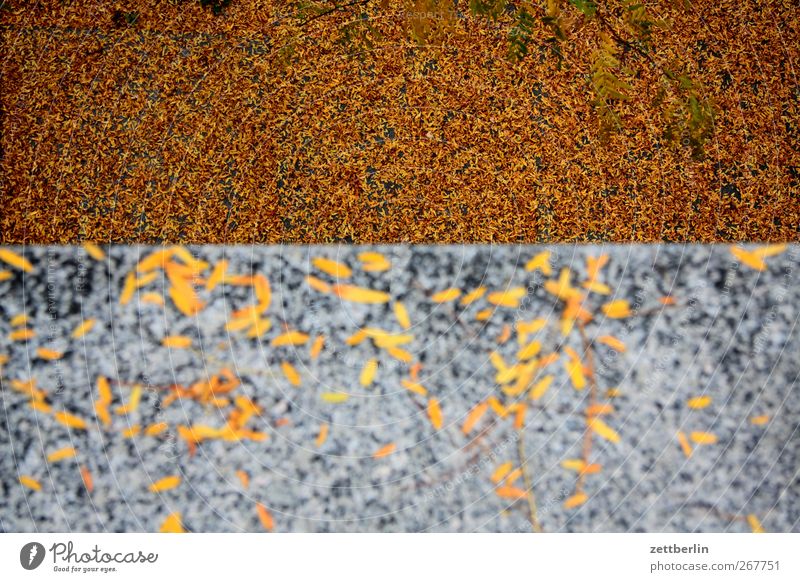 Herbst again Umwelt Natur Landschaft Pflanze Klima Klimawandel Wetter Schönes Wetter Baum Blatt Garten Park gut schön Akazie Robinie Herbstlaub Granit Stein