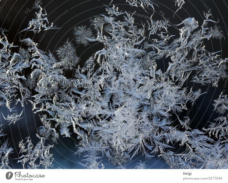 viele Eisblumen im Sonnenlicht an einer Glasscheibe Umwelt Natur Winter Schönes Wetter Frost frieren glänzend ästhetisch authentisch außergewöhnlich einzigartig