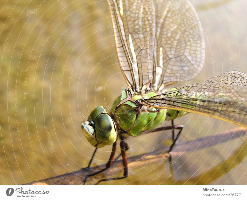Libelle - Makroaufnahme #2 Insekt schimmern faszinierend grün See Teich Unschärfe Wasser Flügel exotisch Fliege Brennpunkt Nahaufnahme mino Detailaufnahme