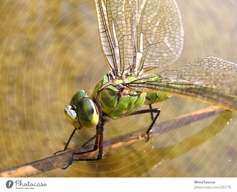 Libelle - Makroaufnahme Insekt schimmern faszinierend grün See Teich Unschärfe Wasser Flügel exotisch Fliege Brennpunkt Nahaufnahme mino Detailaufnahme facetten