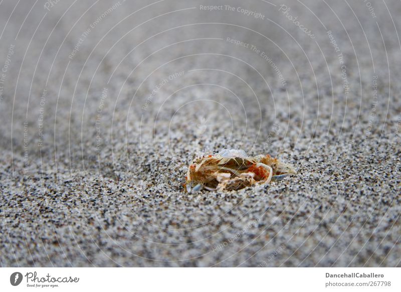 CA l vergänglich Umwelt Natur Tier Urelemente Sand Wind Küste Strand Meer Totes Tier außergewöhnlich Unendlichkeit kalt trist Traurigkeit Tod Einsamkeit