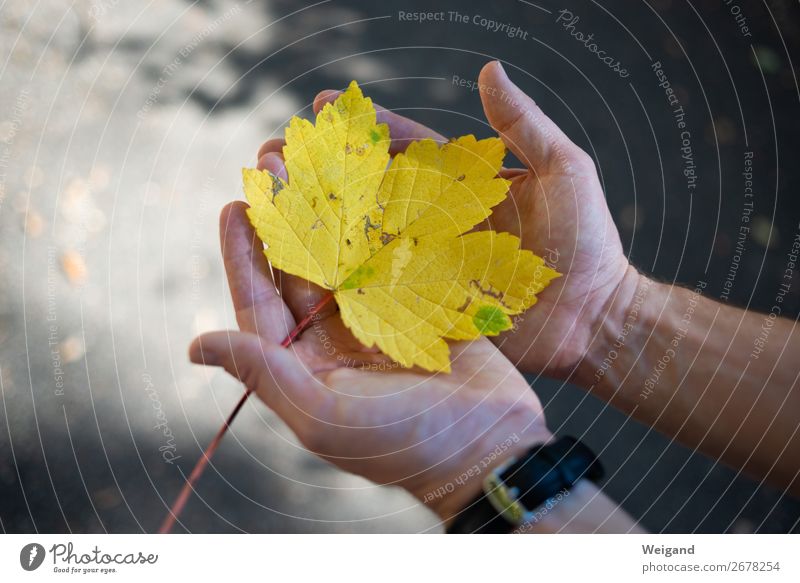 Blattgold Wohlgefühl Zufriedenheit Sinnesorgane Erholung Herbst genießen gelb Farbfoto Außenaufnahme Textfreiraum links Schwache Tiefenschärfe