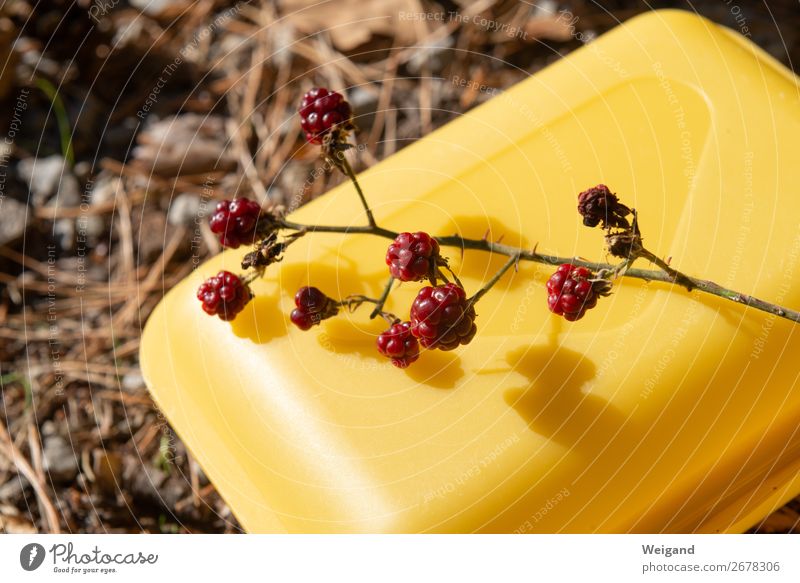 Waldhimbeeren Lebensmittel Frucht Ernährung Bioprodukte Vegetarische Ernährung Slowfood Gesundheit Umwelt frisch gelb rot Himbeeren Beeren lecker Sammlung