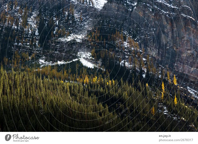 Herbst in den Rocky Mountains Berge Gebirge Felsen Felswand Bäume Nadelbäume Wald Steil Banff Banff National Park Kanada Alberta Natur Landschaft Schnee
