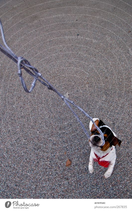 Machtkampf Tier Haustier Hund 1 kämpfen Spielen Leben Farbfoto Außenaufnahme Tag Vogelperspektive