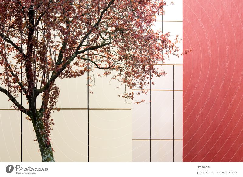Cherry Umwelt Natur Pflanze Klima Klimawandel Baum Architektur Fassade Linie Blühend ästhetisch schön rot Gefühle Frühlingsgefühle Farbe Ast Kirschbaum