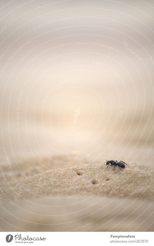 Ameise auf Sand Strand Meer Natur Tier Erde 1 Lupe gigantisch einzigartig niedlich Tapferkeit selbstbewußt Optimismus Erfolg Kraft Willensstärke Macht