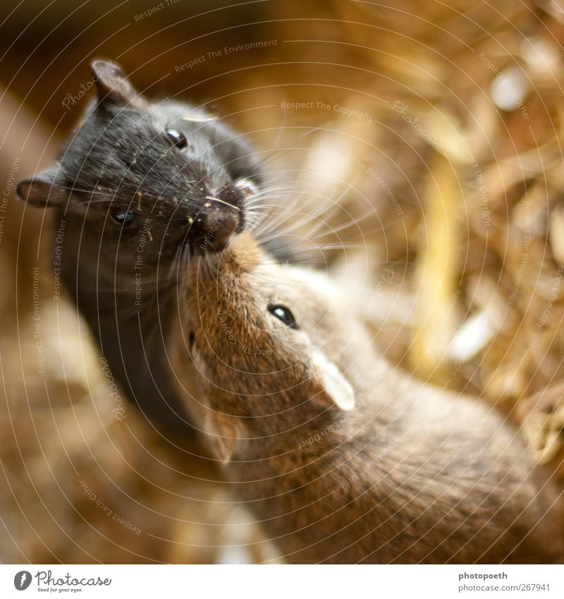 Geschwisterliebe Tier Fell Haustier Maus Tiergesicht 2 Tierpaar krabbeln Küssen außergewöhnlich Freundlichkeit niedlich braun schwarz Sympathie Tierliebe