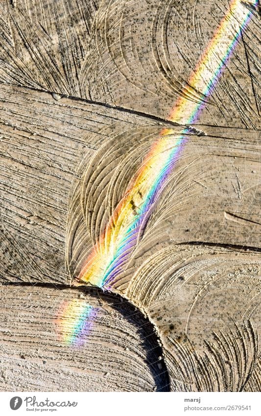 Im bunten Strahl des Regenbogens sonnen sich zwei Sägespänchen regenbogenfarben Holzstruktur Kontrast Schatten Licht Tag Morgen Strukturen & Formen Muster