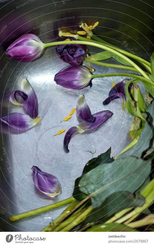 Tulpen Müll Biomüll Blume Blumenstrauß Blühend Blüte Menschenleer Textfreiraum verblüht wegwerfen kaputt welk Wasser Im Wasser treiben Becken Waschbecken