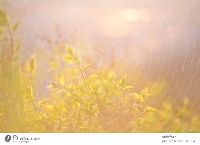 Sonnenrausch Natur Pflanze Sonnenaufgang Sonnenuntergang Sonnenlicht Frühling Sträucher Blatt Grünpflanze gelb gold grün sanft leicht Unschärfe Doppelbelichtung