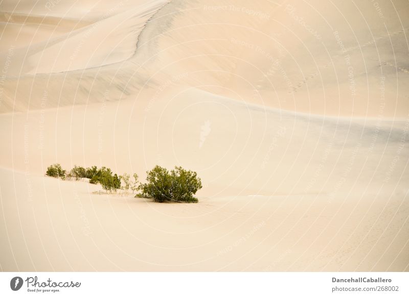 CA l die Wüste lebt Ferien & Urlaub & Reisen Tourismus Abenteuer Freiheit Umwelt Natur Landschaft Pflanze Sand Dürre Sträucher außergewöhnlich einfach