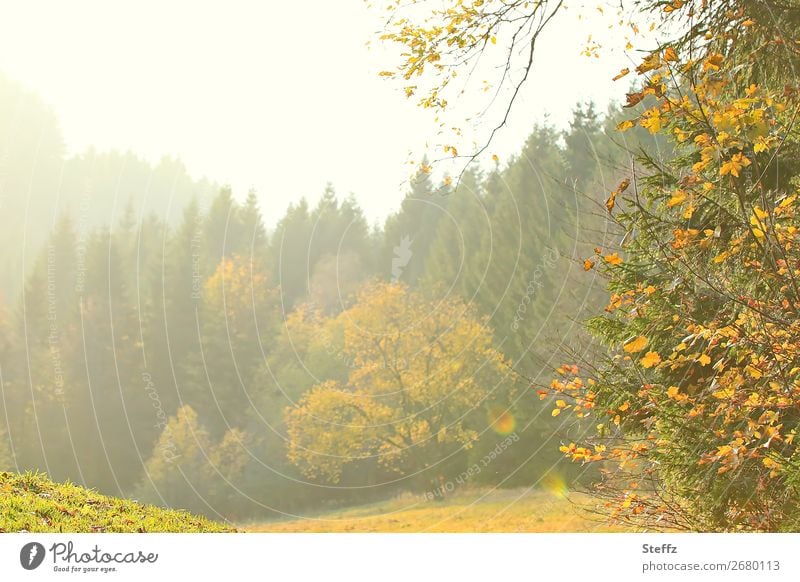 schöner November im Sauerland Herbstbäume Herbstromantik Herbstimpression Lichtschimmer Herbstbild Waldrand diesig schöner Herbsttag herbstliche Impression