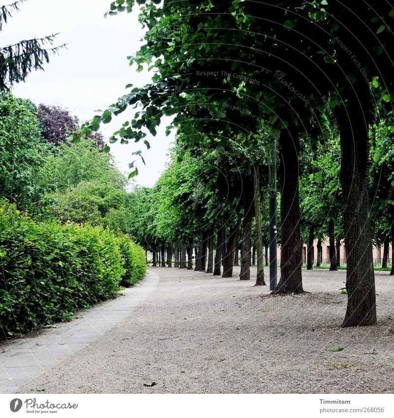 Karlsruhe: Karl ist weg! Städtereise Baum Sträucher Park Wege & Pfade Sand Holz gehen Blick saftig grau grün Ordnung ruhig Allee Farbfoto Gedeckte Farben