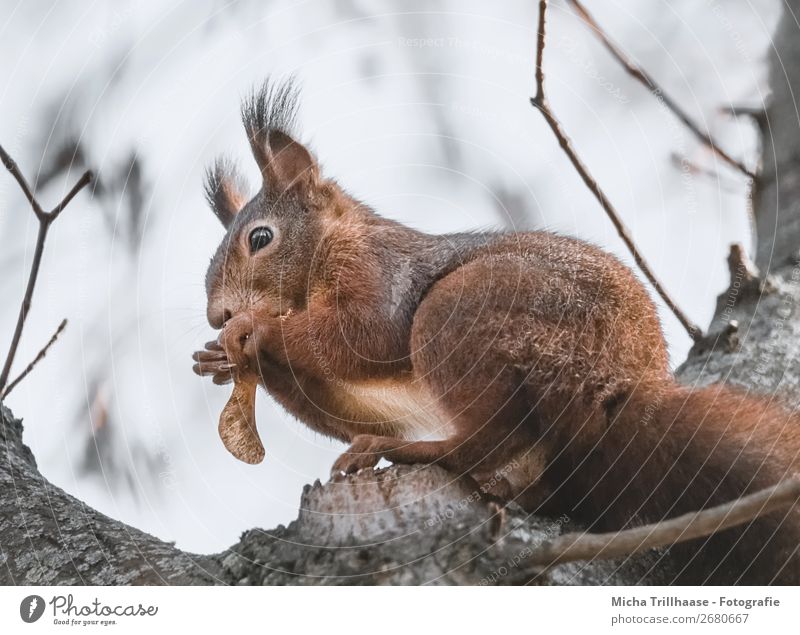 Knabberndes Eichhörnchen im Baum Ernährung Natur Tier Sonnenlicht Schönes Wetter Wildtier Tiergesicht Fell Krallen Pfote Auge Ohr Schwanz 1 Fressen Blick sitzen