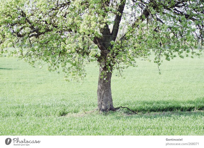 Baum Umwelt Natur Frühling Schönes Wetter Pflanze Gras Feld natürlich grün Baumstamm Baumkrone Blätterdach Blüte Landleben ländlich Farbfoto Außenaufnahme