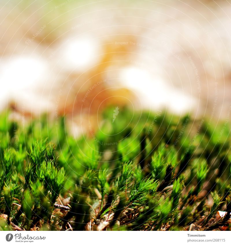 Vom Waldboden Umwelt Natur Pflanze Moos ästhetisch natürlich grün Farbfoto Außenaufnahme Nahaufnahme Menschenleer Textfreiraum oben Tag Schwache Tiefenschärfe