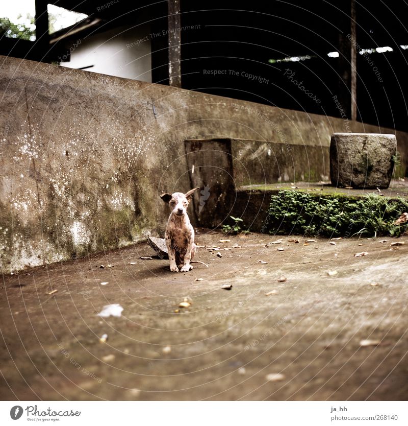 Hund Haustier klein niedlich Tierliebe Mitgefühl Verantwortung Appetit & Hunger Durst Sehnsucht Einsamkeit Bali herrenlos obdachlos Einzelgänger Außenseiter