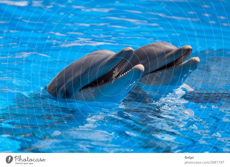 Lustige Delfine im Pool während einer Show in einem Zoo Freude Glück Gesicht Leben Schwimmbad Spielen Sommer Meer tauchen Natur Tier Park Aquarium Lächeln