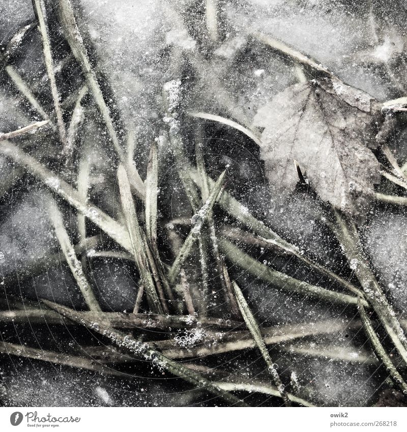 Unterm Eis Umwelt Natur Pflanze Winter Frost Gras Blatt frieren liegen warten Armut fest kalt klein natürlich trist grau Farbfoto Gedeckte Farben Außenaufnahme