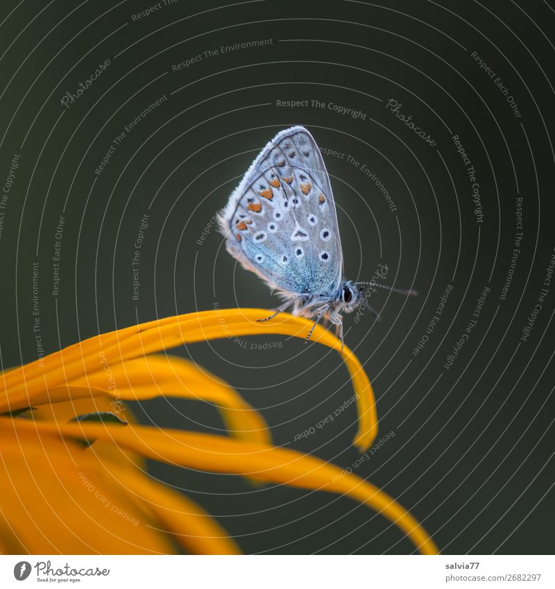 Bläuling sitzt in Ruhestellung auf gelber Blüte Natur Schmetterling Bläulinge Tierporträt Kontrast Farbfoto Außenaufnahme Makroaufnahme Hintergrund neutral