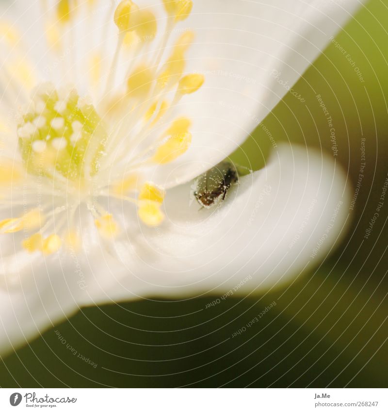 Hide and seek Pflanze Frühling Blume Blüte Buschwindröschen Tier Käfer 1 gelb grün Farbfoto Außenaufnahme Makroaufnahme Tag Schwache Tiefenschärfe