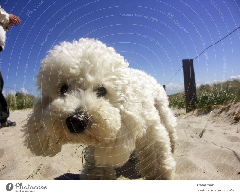 Schmutz am Maul - aber sonst recht sauber Hund weich weiß Neugier Strand süß Knopfauge niedlich Fell Küste Blick Sommer Tier dreckig Zaun Geruch Draht Gras