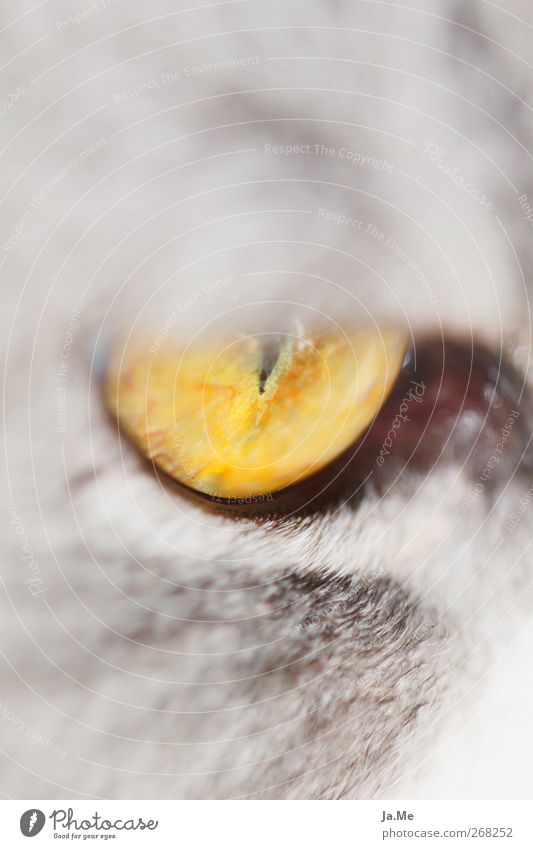 Unter Beobachtung Tier Haustier Katze Tiergesicht Katzenauge 1 kuschlig Neugier gelb Farbfoto Makroaufnahme Schwache Tiefenschärfe Wegsehen