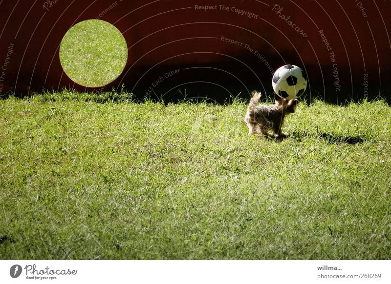 Schnappschuss Ballsport Kopfball Fußball Tor Wiese Tier Hund Yorkshire-Terrier Spielen Sport toben lustig niedlich Geschwindigkeit sportlich anstrengen Bewegung