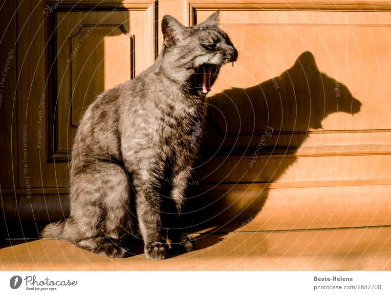Raubtier Wohnung Tier Haustier Katze 1 atmen beobachten Erholung Häusliches Leben sportlich bedrohlich gruselig muskulös natürlich wild braun Gefühle Müdigkeit