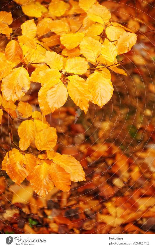 Herbsterinnerungen Umwelt Natur Pflanze Urelemente Erde Baum Blatt Wildpflanze Wald natürlich braun gelb orange Herbstlaub herbstlich Herbstfärbung Herbstwald