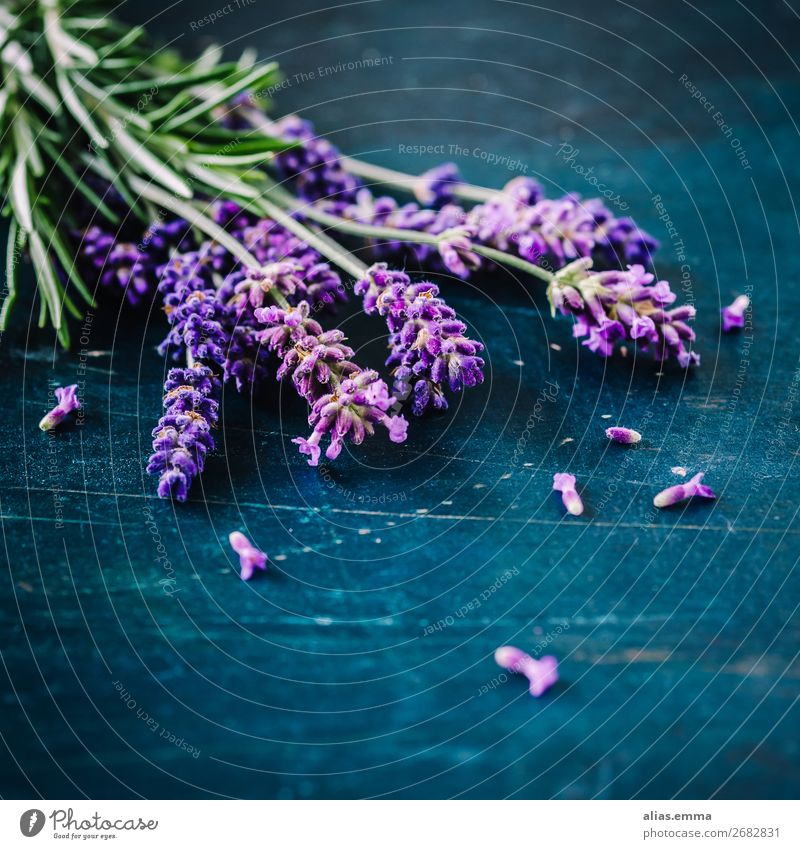Lavendel auf rustikalem Hintergrund Natur Pflanze Sommer Blume lavendel blau grün violett duft ätherisch aromatisch beruhigend blühen rosmarin kräuter Farbfoto