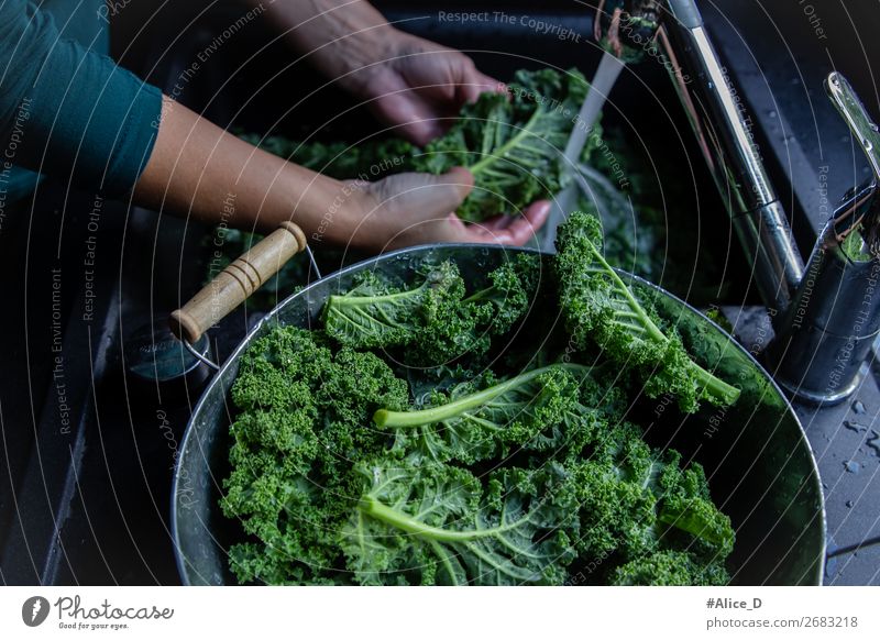 Frische grünkohlblätter waschen am Wasserhahn Lebensmittel Gemüse Salat Salatbeilage Kohl Ernährung Bioprodukte Vegetarische Ernährung Diät Fasten