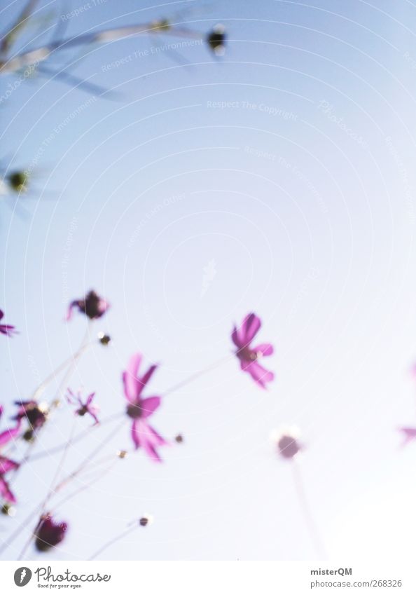 Shine. Umwelt Natur Landschaft Pflanze ästhetisch Blume Blumenwiese Idylle friedlich Himmel Sommer Sonnenlicht violett rosa blau ruhig Einsamkeit schön Farbfoto