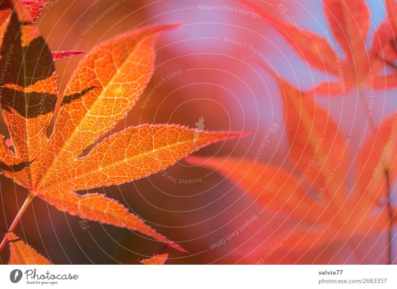 Vorfreude | auf den Herbst Blätter leuchtende Farben Herbstlaub Herbstfärbung Natur Blatt Ahornblatt herbstlich Pflanze Gegenlicht Blattadern Außenaufnahme