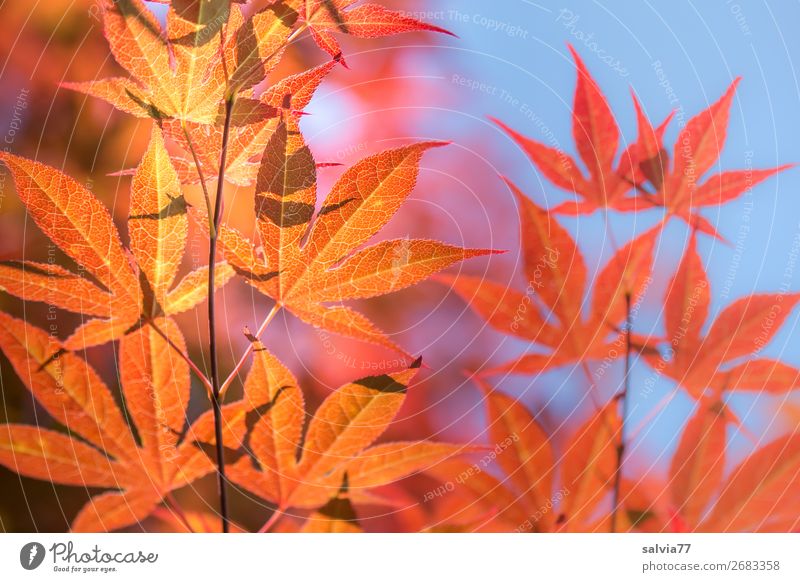 leuchtende  Ahornblätter Natur Ahornblatt Herbst Baum herbstlich Zweige und Äste Herbstfärbung Himmel Zweige u. Äste Herbstlaub Sonnenlicht orange-rot