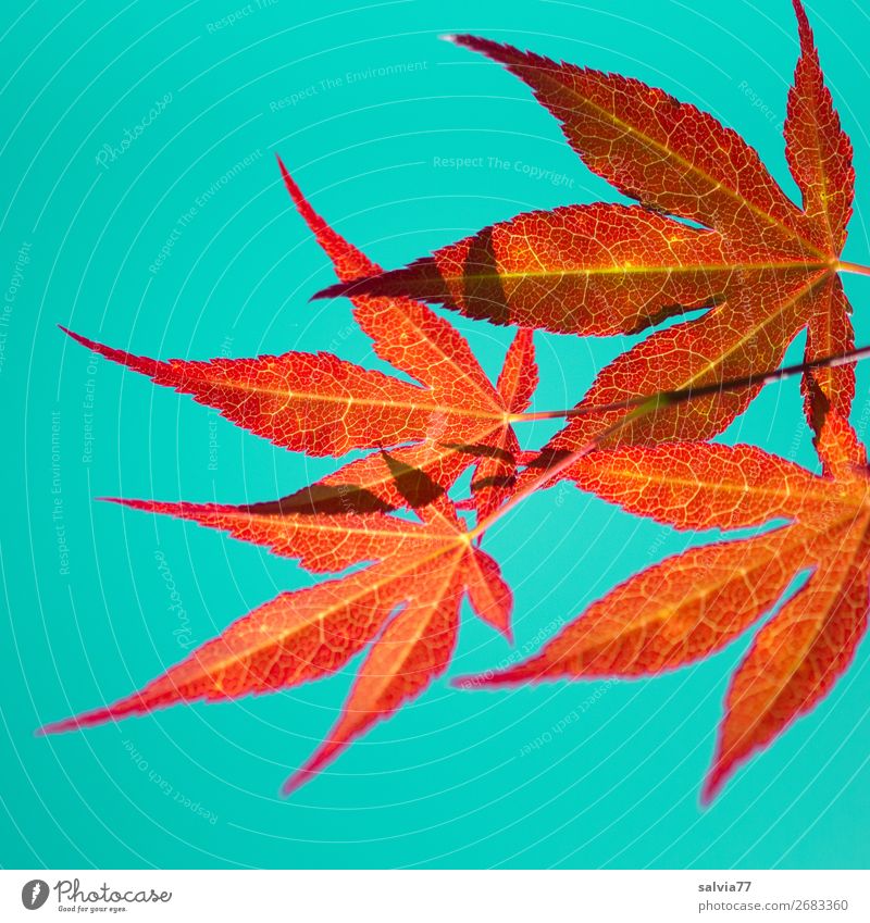 leuchtende Blätter Umwelt Natur Pflanze Herbst Blatt Ahornblatt Herbstfärbung Zweig Blattadern orange türkis Farbe Farbfoto Außenaufnahme Nahaufnahme