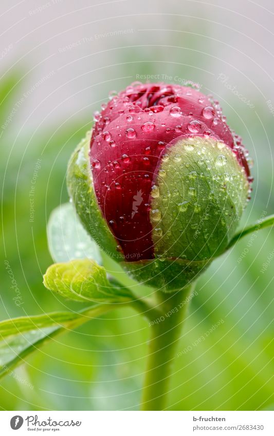 Pfingstrose-Knospe mit Wassertropfen harmonisch ruhig Regen Pflanze Blume Blüte Garten Park frisch nass grün rot Blütenknospen Frühling Wachstum Erneuerung